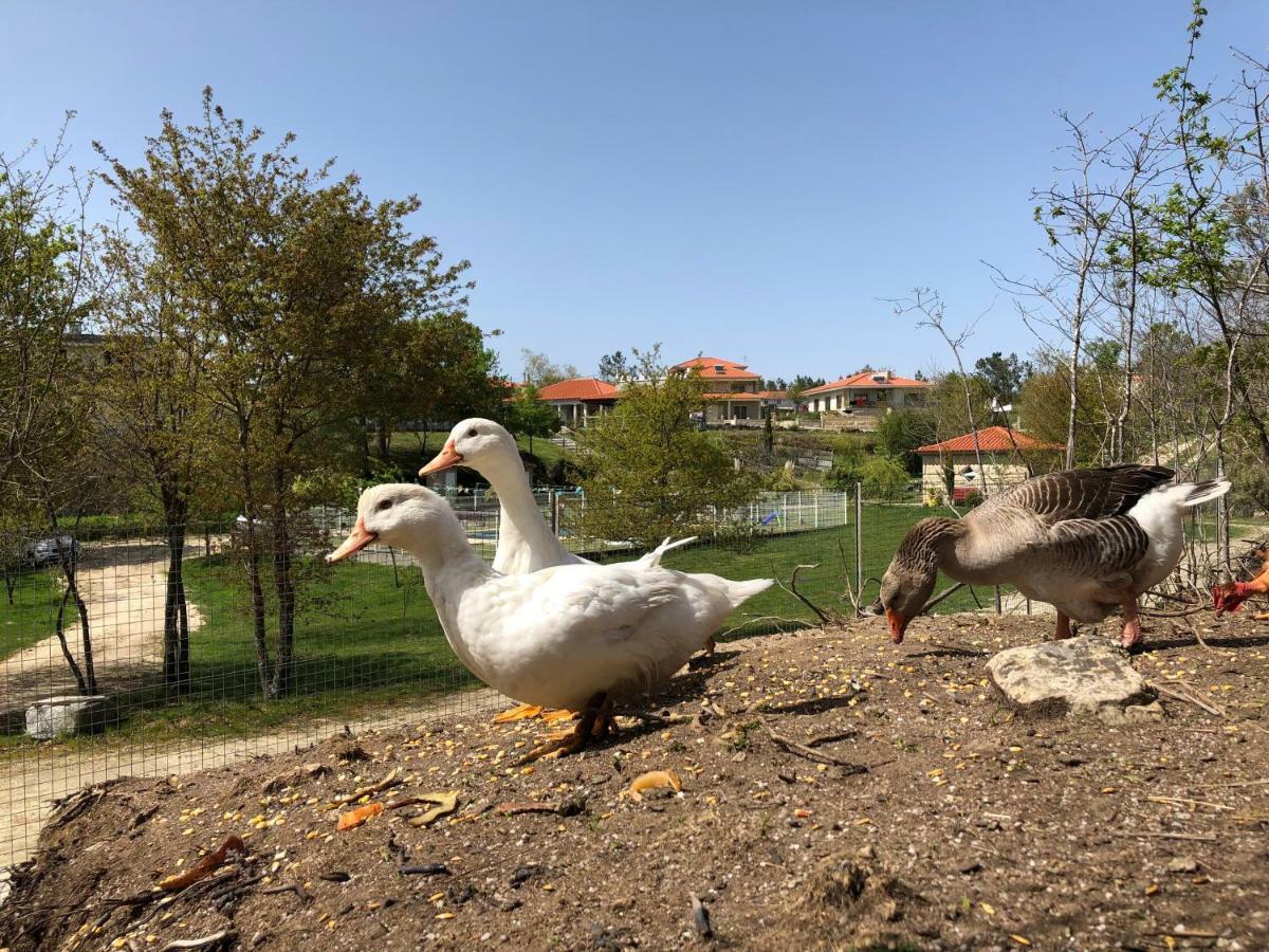 Вілла Casa Da Quinta Da Prelada Simao Partie Basse Селоріку-де-Башту Екстер'єр фото